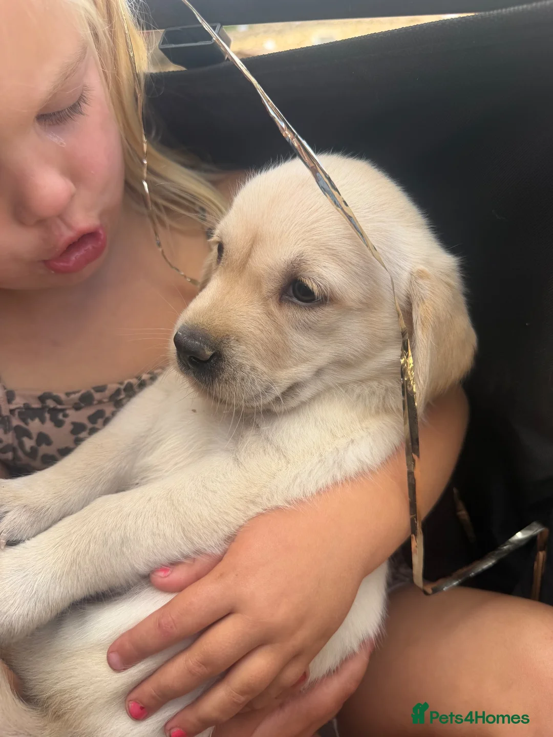 Golden Retriever dogs for sale: Golden retriever pups  - Advert 8
