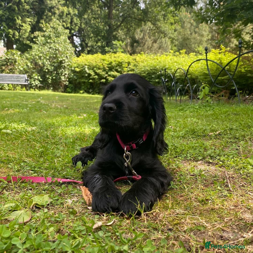 English Springer Spaniel dogs for sale: English Springer Spaniel Girl - Advert 4