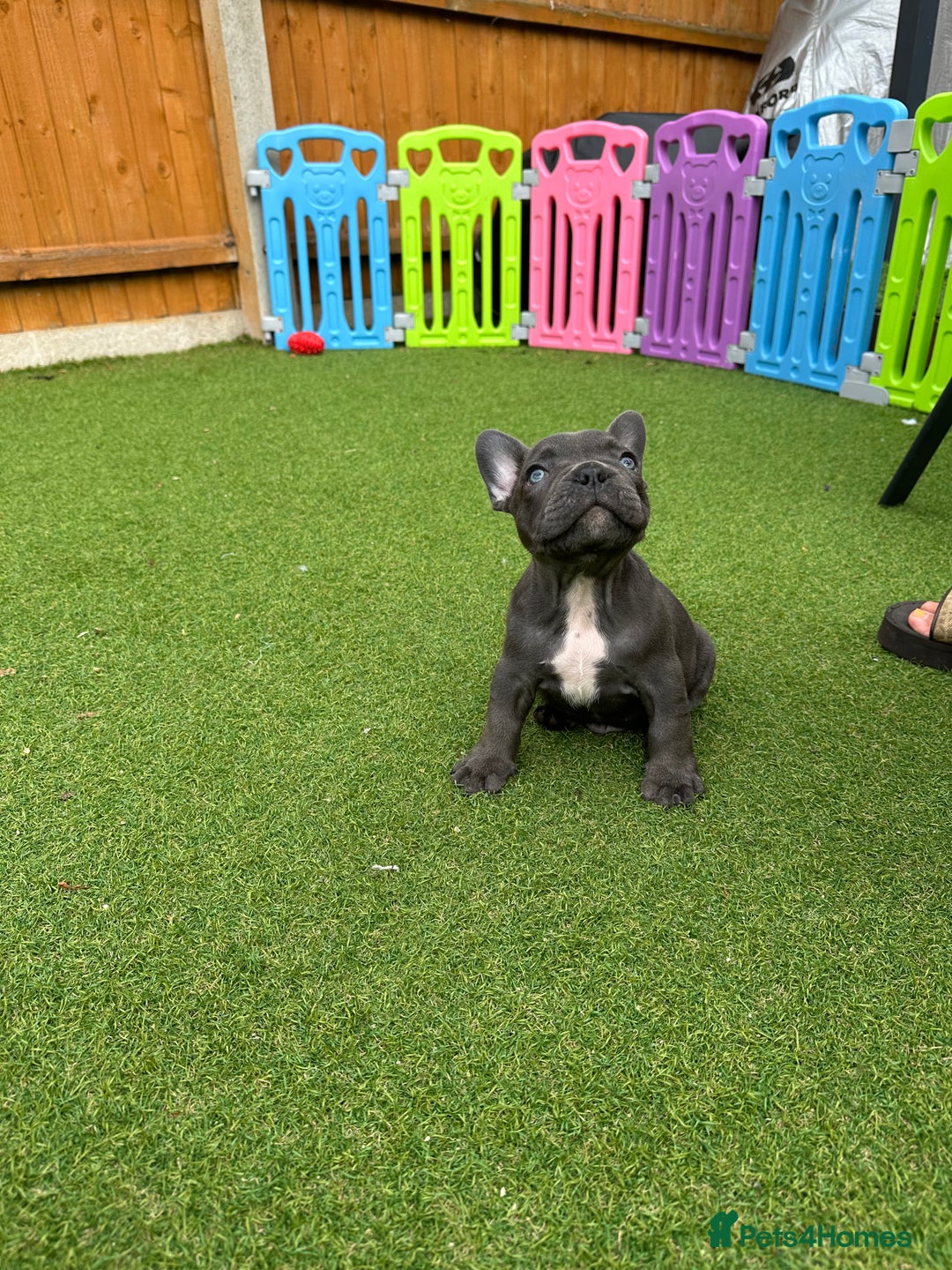 French Bulldog dogs for sale: Frenchies for sale <3 - Image 7