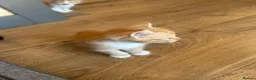 Mixed Breed cats for sale: Healthy Domestic Housecats, Father Unknown - Advert 15