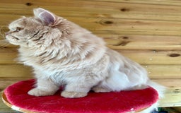 British Longhair cats for sale: British longhair kitten - Image 4