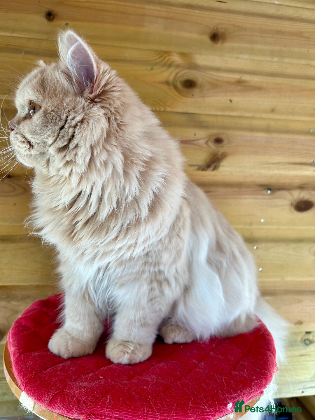 British Longhair cats for sale: British longhair kitten - Image 4