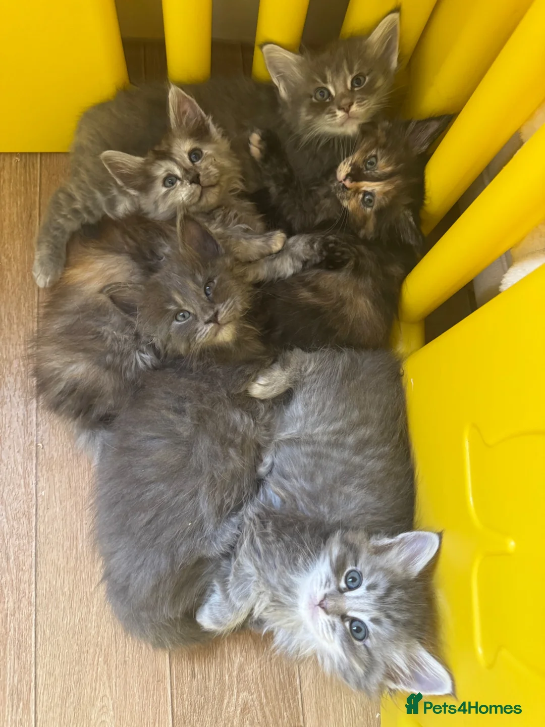Ragcoon cats for sale: Gorgeous Mainecoon x ragdoll babies  - Advert 2