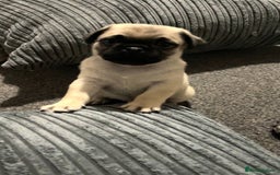 Pug dogs for sale: 2 beautiful pugs looking for their forever home - Image 8