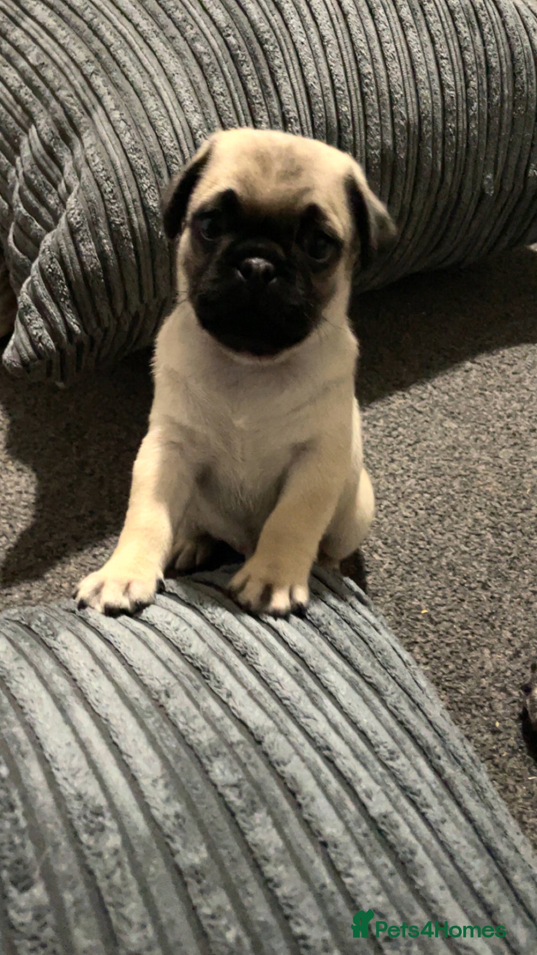 Pug dogs for sale: 2 beautiful pugs looking for their forever home - Image 8