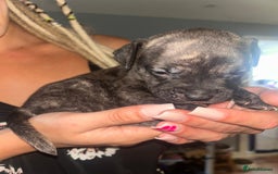 Mixed Breed dogs for sale: Mastiff x staff puppies  - Image 4