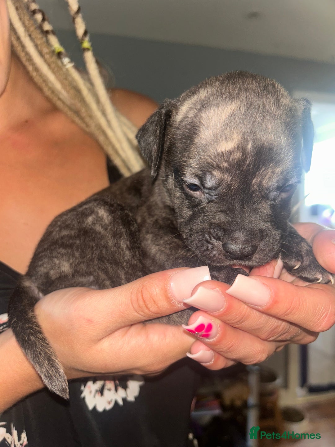 Mixed Breed dogs for sale: Mastiff x staff puppies  - Image 4