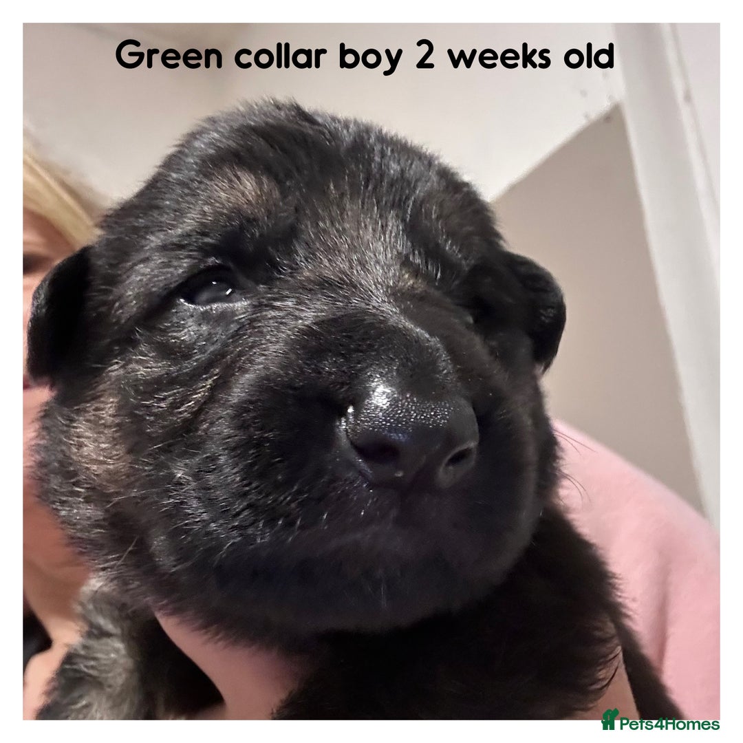 German Shepherd dogs for sale: German shepherd puppies  - Image 11