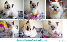 Ragdoll cats for sale: Beautiful Registered Ragdoll Kittens  - Image 2