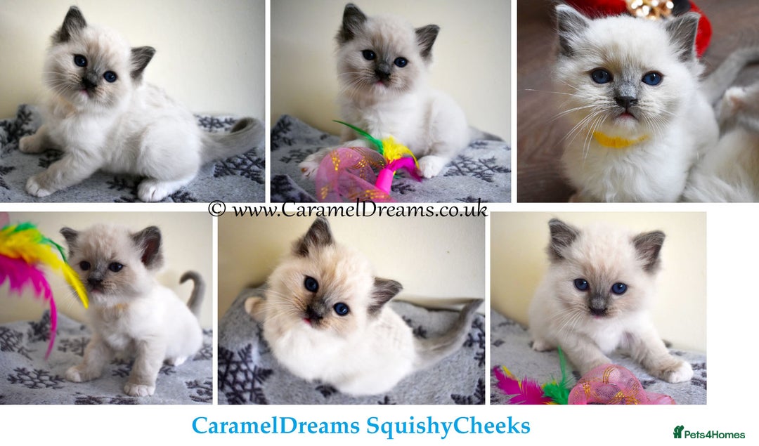 Ragdoll cats for sale: Beautiful Registered Ragdoll Kittens  - Image 2