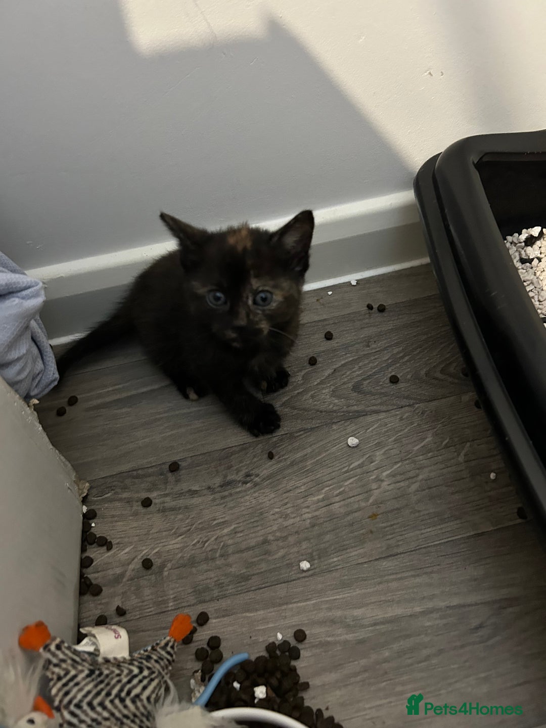 Mixed Breed cats for sale: Kittens  - Advert 4
