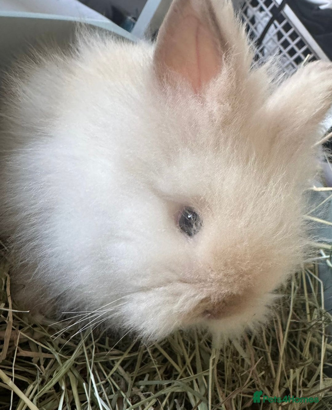 Lionhead rabbits for sale: Double main lionhead baby for sale  - Image 3
