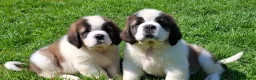 Saint Bernard dogs for sale: Show Quality Saint Bernard's  - Advert 24
