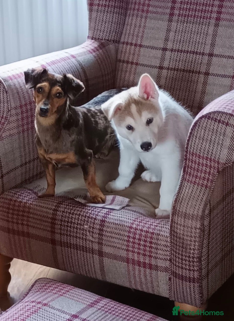 Saarloos Wolfdog dogs Amazing Low Content Wolfdog Puppy  - Advert 1
