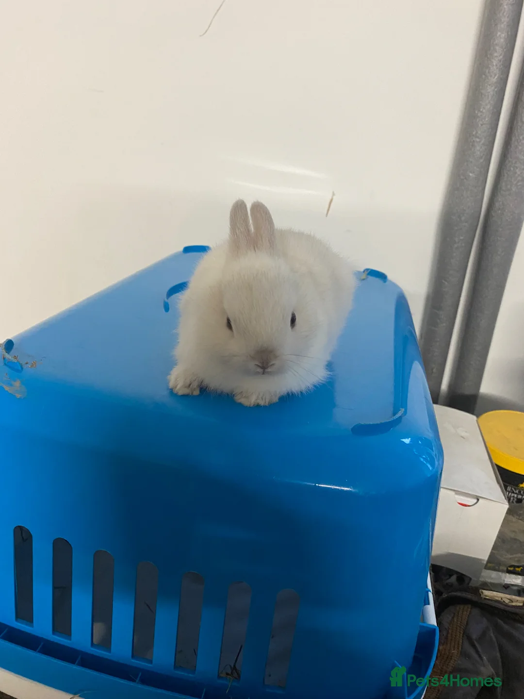 Netherland Dwarf rabbits for sale: Beautiful Netherland dwarf baby boy - Advert 2