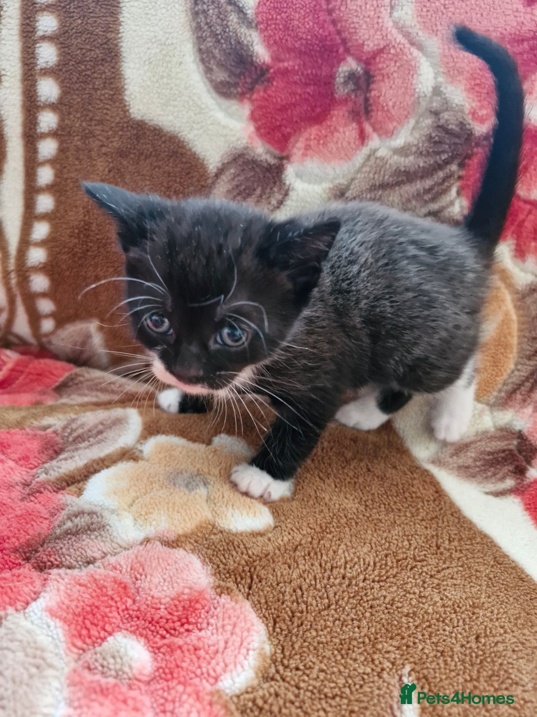 Mixed Breed cats for sale: Little kittens  - Advert 6