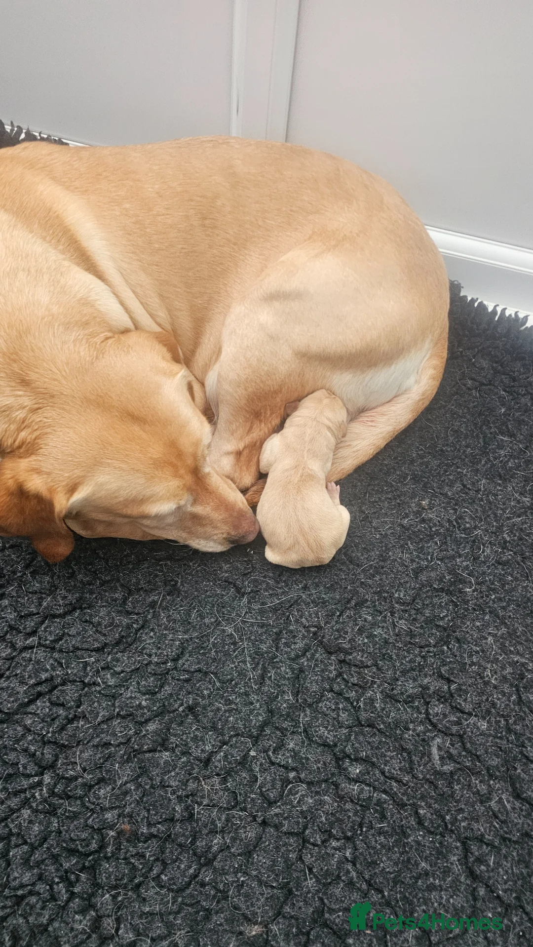 Labrador Retriever dogs for sale: Stunning boy  - Advert 21