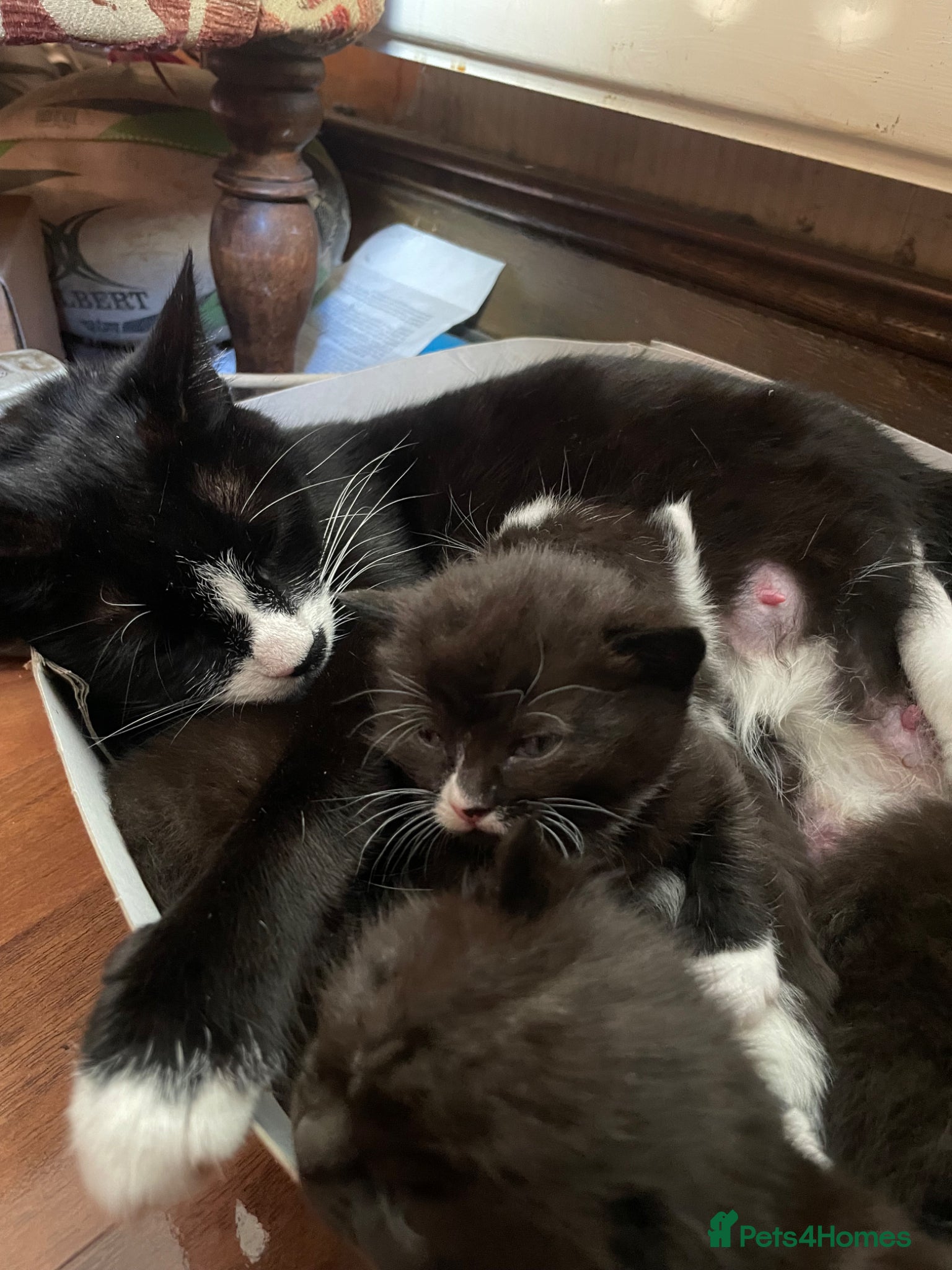 British Shorthair cats black and white tuxedo kittens ready in 4 weeks - Advert 3