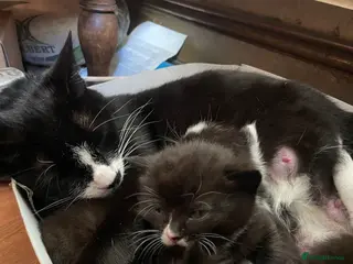 British Shorthair cats black and white tuxedo kittens ready in 4 weeks - Advert 15