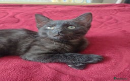 Mixed Breed cats for sale: 12 weeks old boy looking for a new home  - Image 4