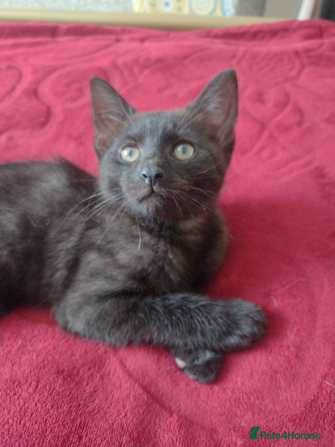 Mixed Breed cats for sale: 12 weeks old boy looking for a new home  - Image 4