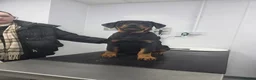 Rottweiler dogs for sale: Rottweiler puppies  - Advert 32