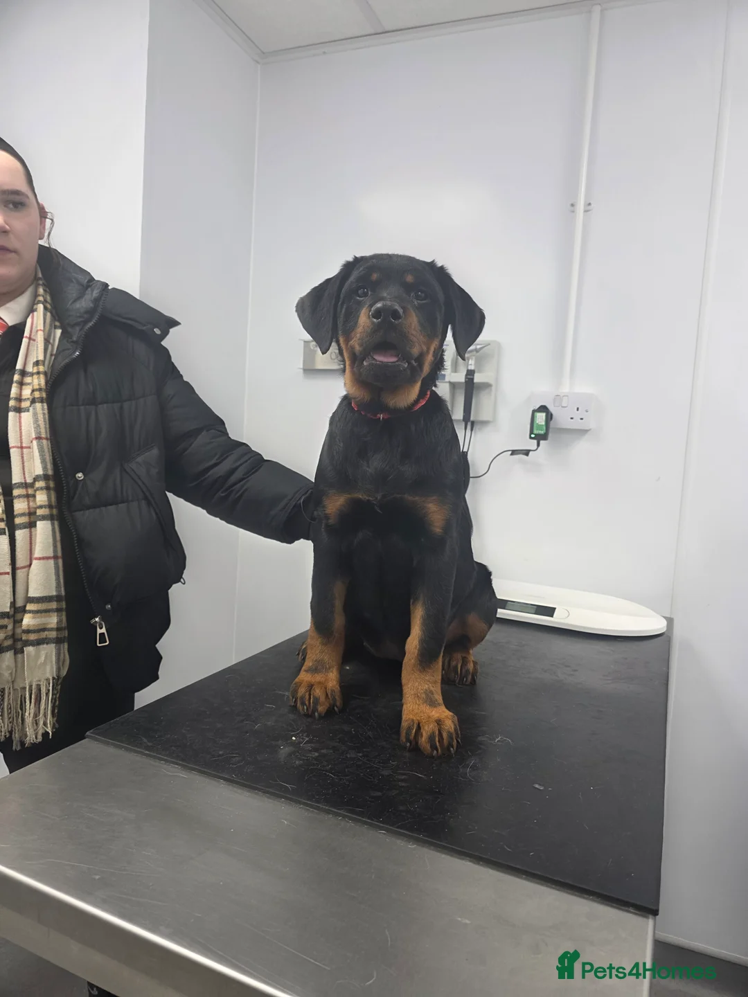 Rottweiler dogs for sale: Rottweiler puppies  - Advert 32