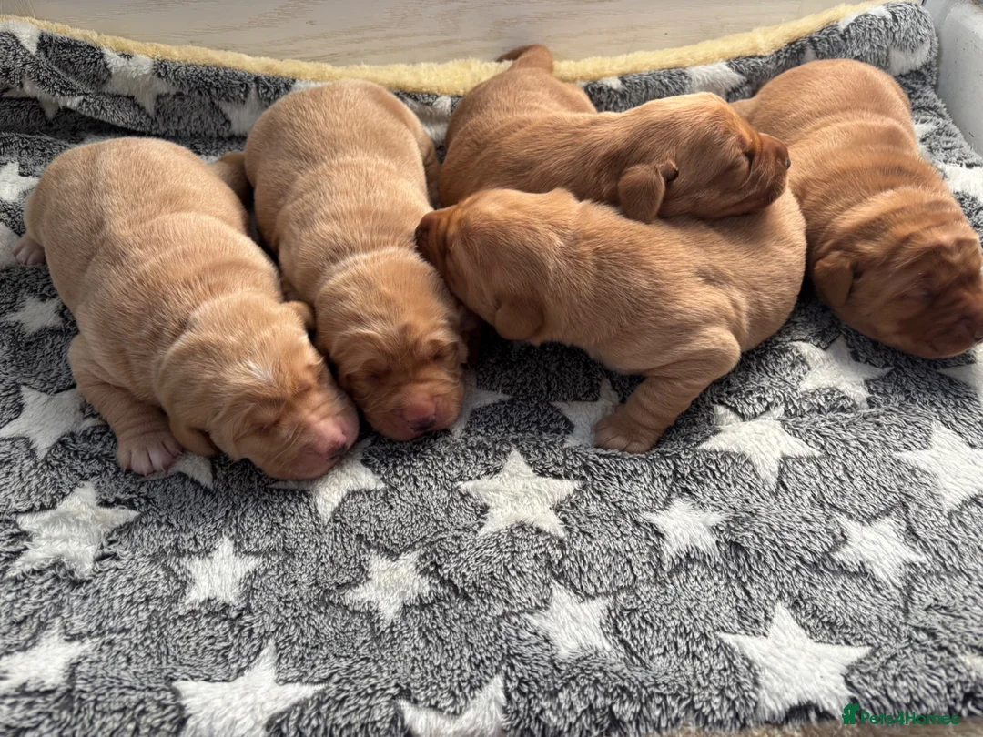 Labrador Retriever dogs for sale: Gorgeous KC Registered Labrador puppies  - Advert 1