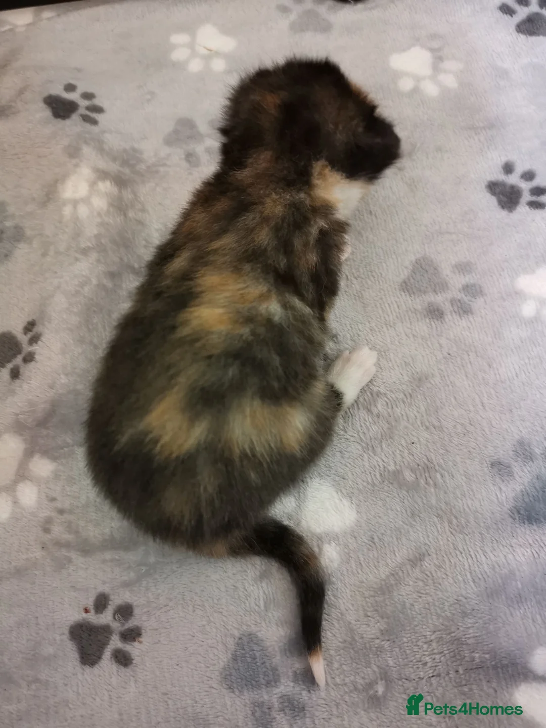 Mixed Breed cats for sale: 3 Beautiful kittens for sale - Advert 10