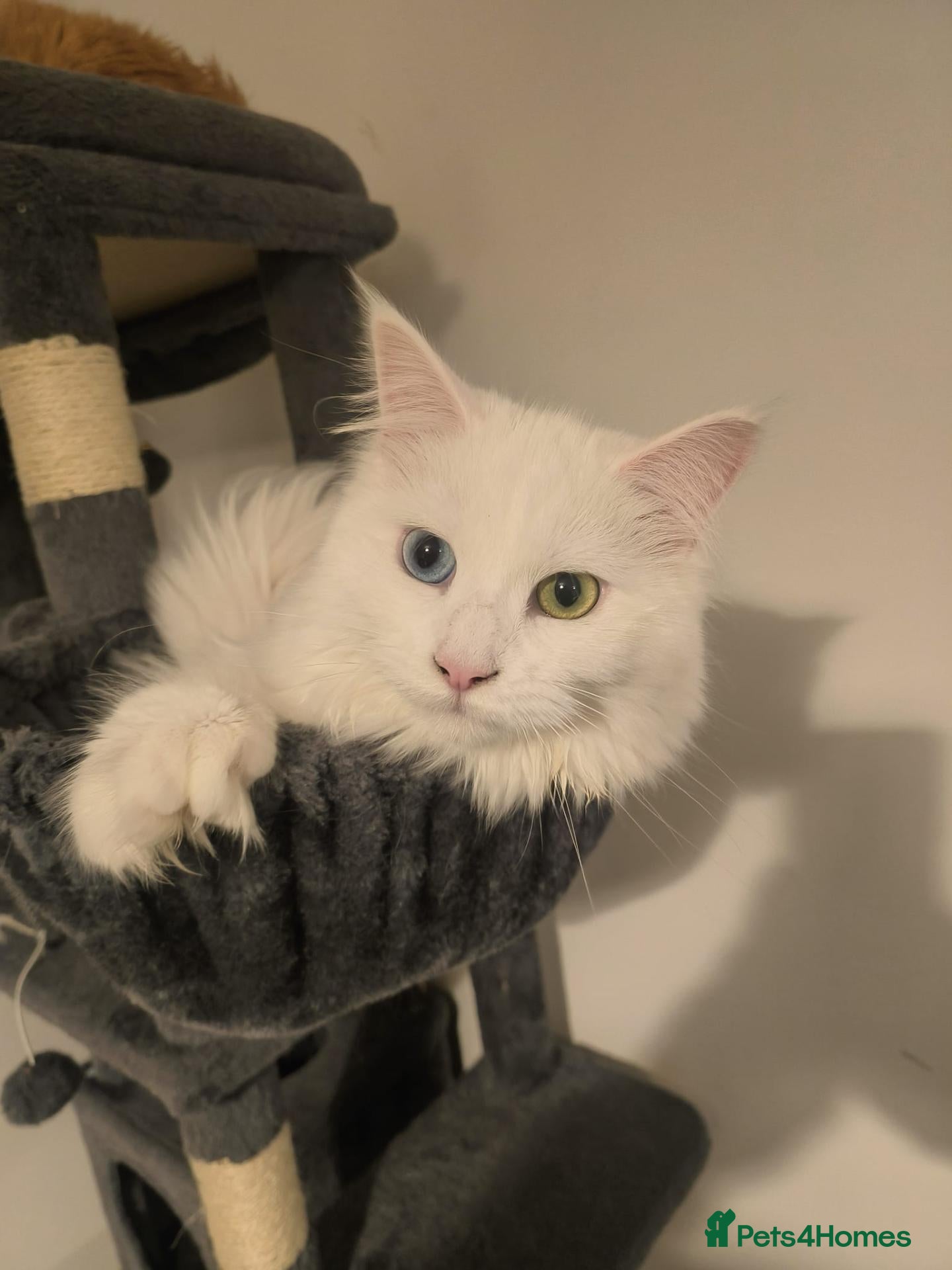 Maine Coon cats POLYDACTYL WITH ODD EYES  - Advert 1