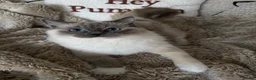 Ragdoll cats for sale: Two GCCF Ragdoll Sisters! PRICE FOR BOTH!  - Advert 26
