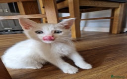 Mixed Breed cats for sale: Two white make kittens - Image 4