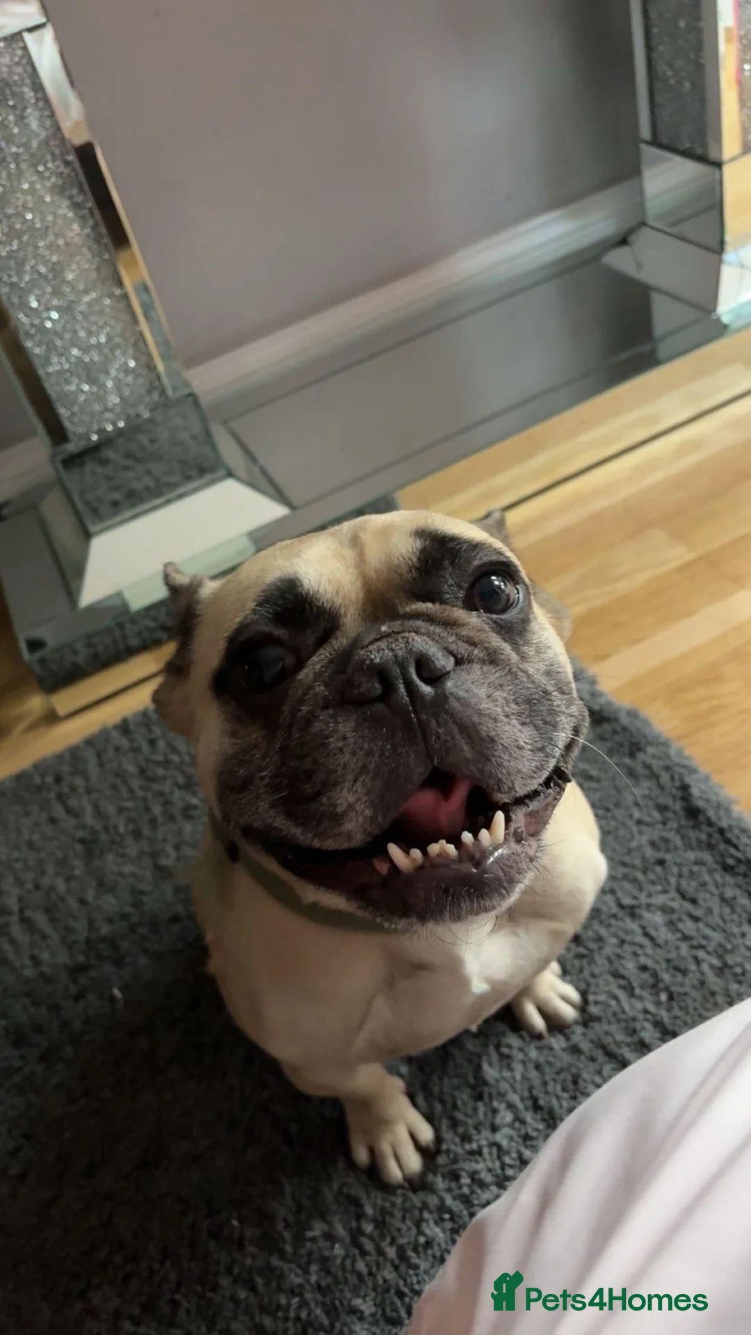 French Bulldog dogs for sale: bear (male french bulldog) - Advert 3
