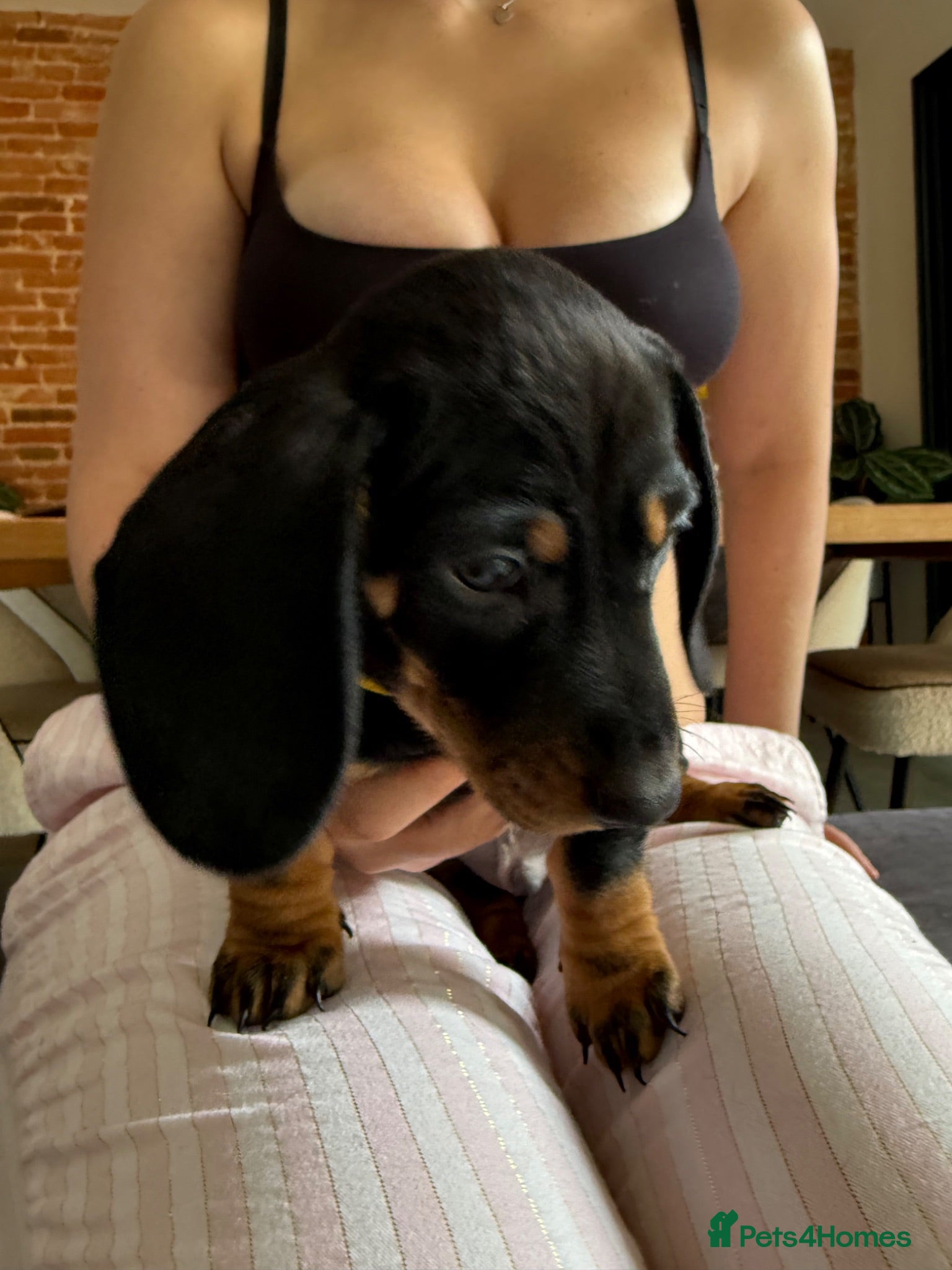 Miniature Dachshund dogs 7 Black and Tan and Blue miniature Dachshund’s  - Advert 2