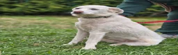 Mixed Breed dogs for adoption: ❤️BELLA❤️ Full of Love, Joy and Life - Advert 11