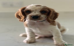 Mixed Breed dogs for sale: Cavalier King Charles Spaniel x Cockapoo - Image 5