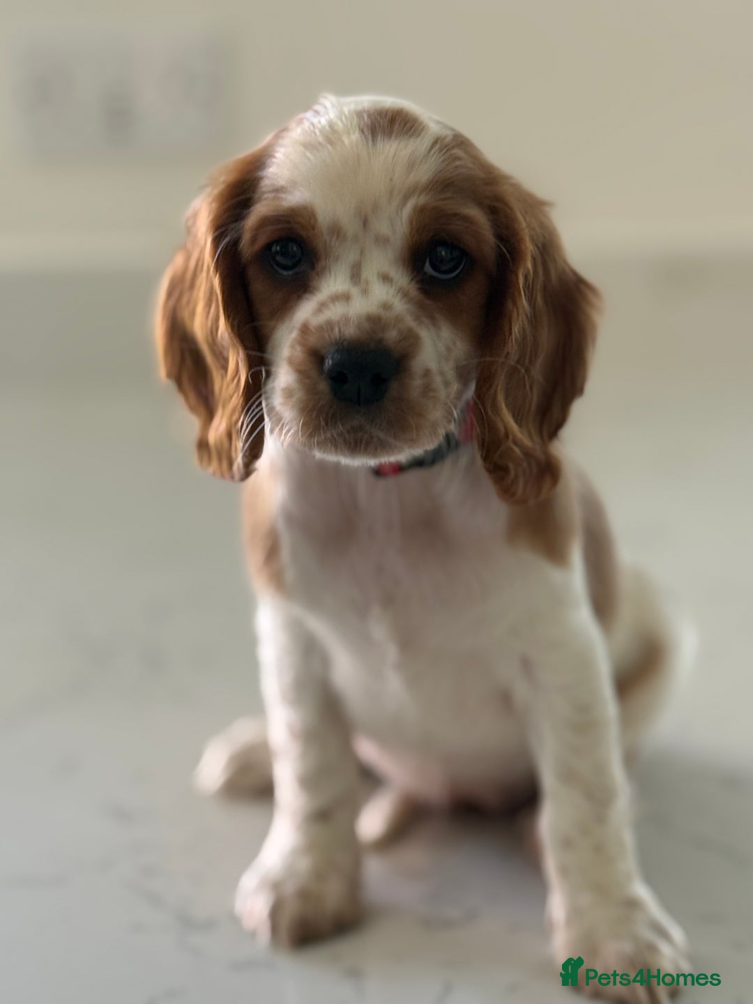 Mixed Breed dogs for sale: Cavalier King Charles Spaniel x Cockapoo - Image 5