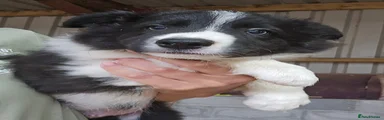 Border Collie 3