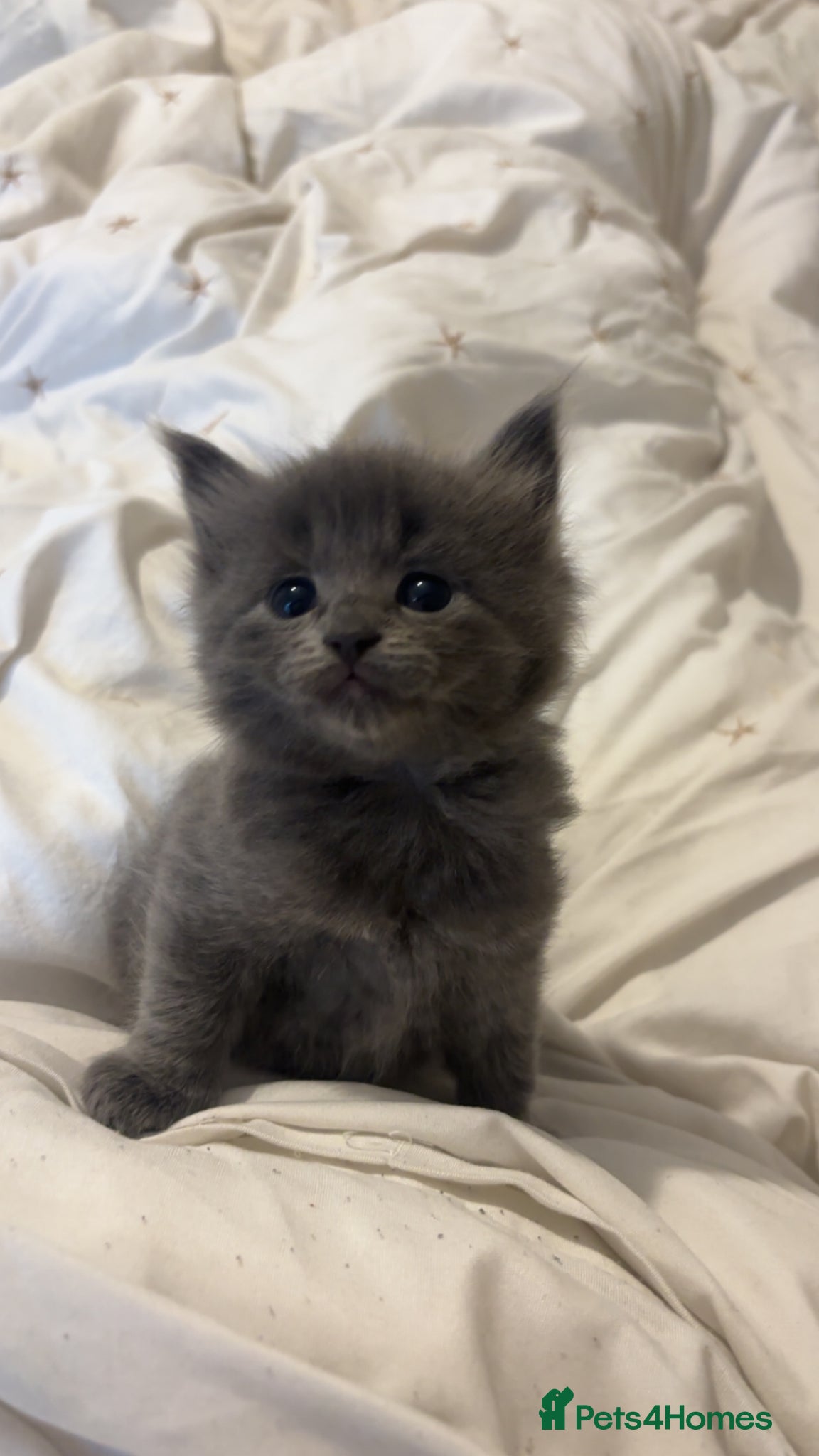 Ragdoll cats Ragdoll cross kittens for sale  - Advert 6