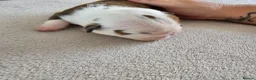 English Bulldog dogs for sale: British bulldog pups in Ammanford - Advert 35