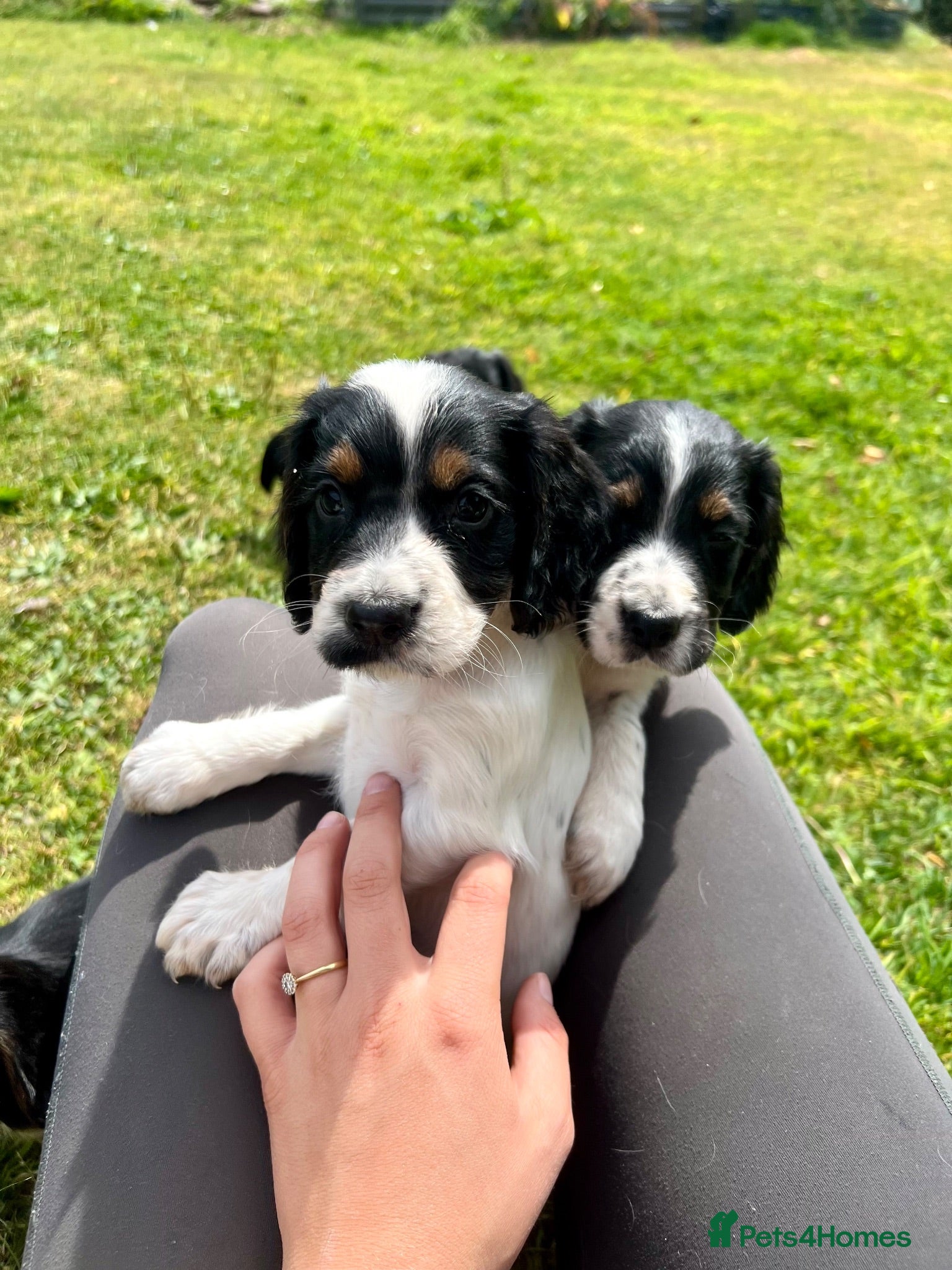 Cocker Spaniel dogs  Tri /white&black working cocker spaniel puppies  - Advert 9