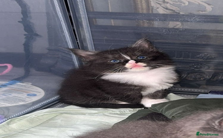 Maine Coon cats - Advert 2