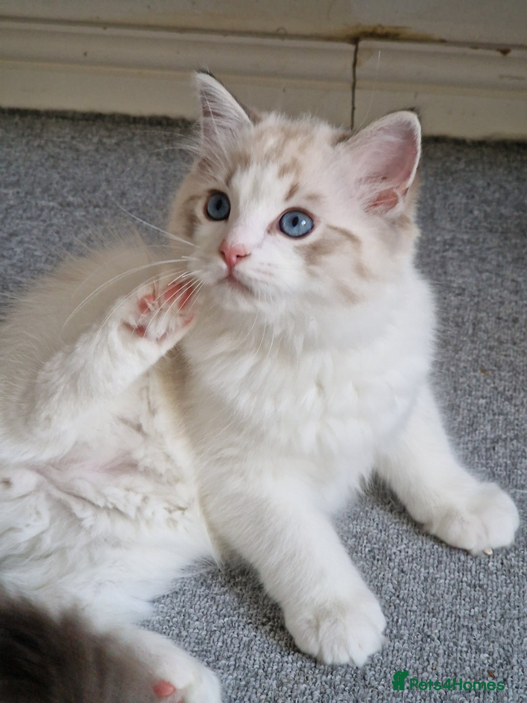 Ragdoll cats for sale: TICA seal lynx bicolour ragdoll kitten  - Image 10