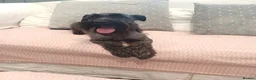 Schnoodle dogs for sale: Stunning Schnoodles  in Bury Saint Edmunds - Advert 33