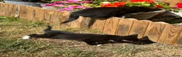 Mixed Breed cats for sale: 6 Beautiful Kittens - Advert 7