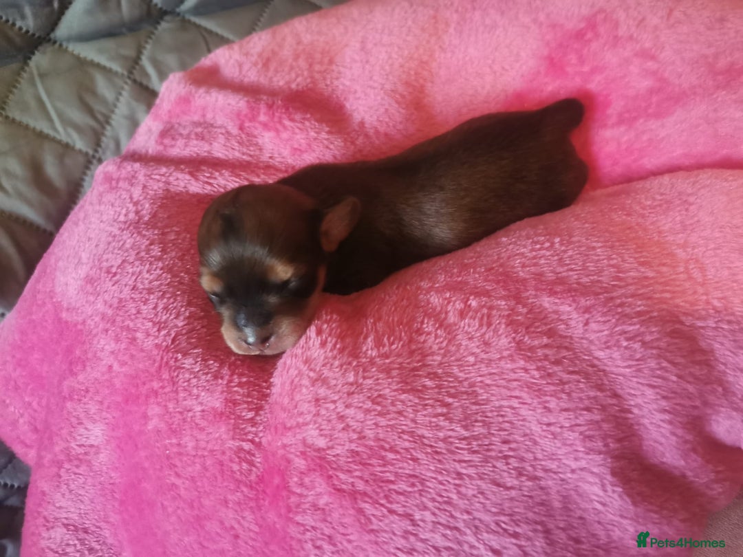 Mixed Breed dogs for sale: Beautiful Zuchon Doxies - Advert 9