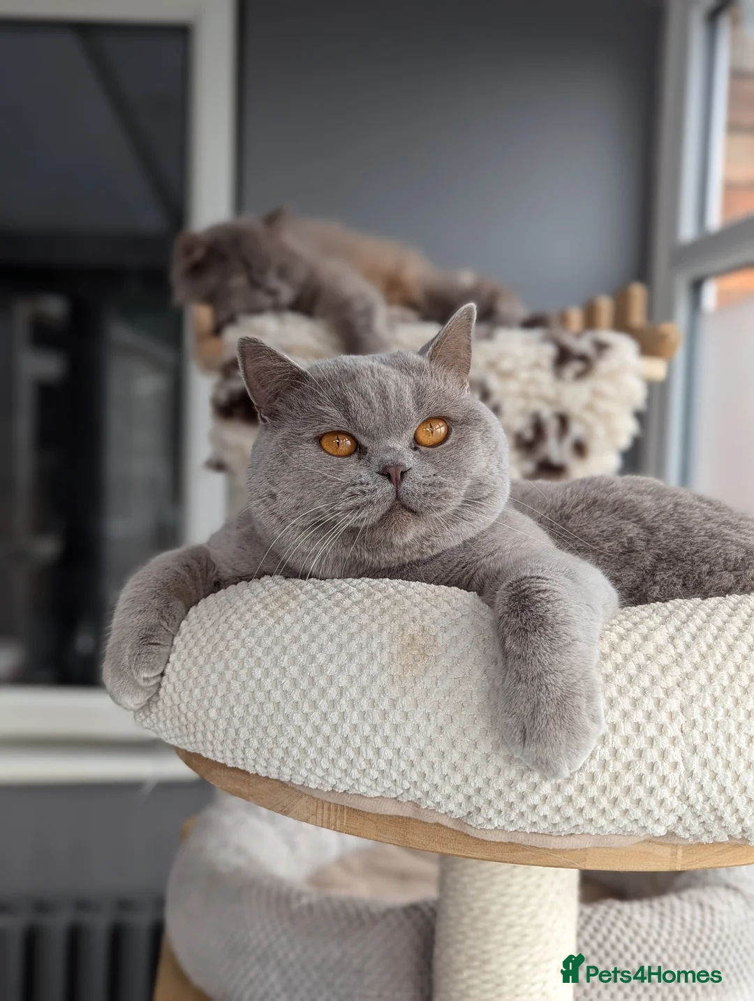 Scottish Fold cats for stud: Lilac British Shorthair Stud in Derby - Advert 3