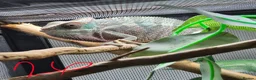 Chameleon reptiles for sale: Juvenile panthers for sale.  - Advert 4