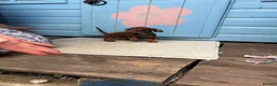 Jackshund dogs for sale: Dachshunds x jackrussell puppys - Advert 7