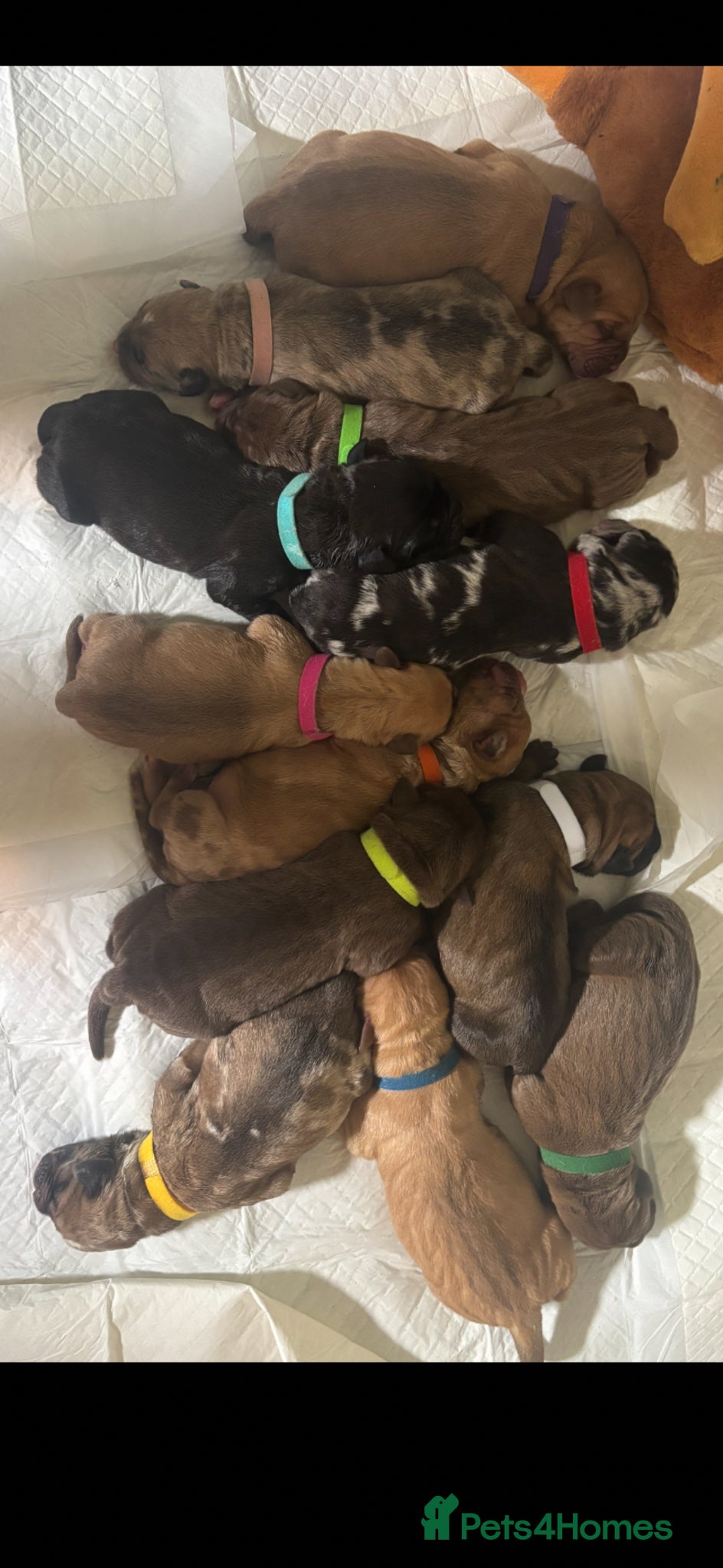 Mixed Breed dogs for sale: North American mastiff X pups  - Advert 3
